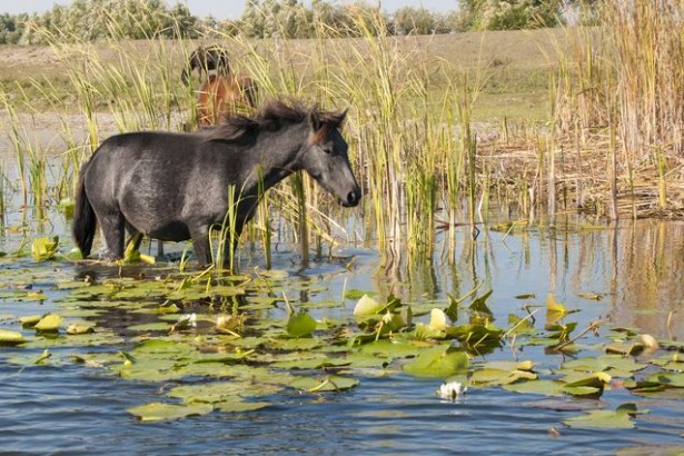 cheval du delta du Danube