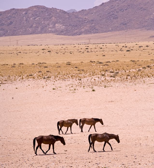 chevaux désert namibie
