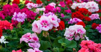 Des géraniums contre les moustiques Des géraniums contre les moustiques