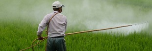 Exposition aux pesticides : plus d'un million de personnes touchées, réglementation inefficace