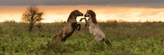 Chevaux Sauvages Les 10 Plus Beaux Troupeaux En Photo