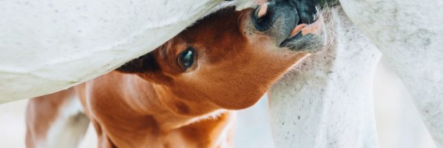 Les bienfaits du lait de jument