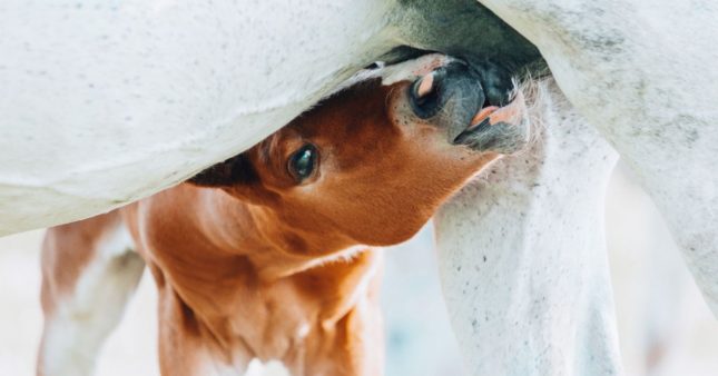 Le lait de jument : l'atout santé et beauté à découvrir absolument Le lait de jument : l'atout santé et beauté à découvrir absolument