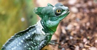 10 animaux extraordinaires aux pouvoirs hallucinants 10 animaux extraordinaires aux pouvoirs hallucinants