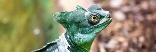 Le lézard Jésus Christ, animal aux pouvoirs extraordinaires
