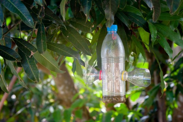 contre les mouches, anti-mouche naturel