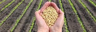 L'Europe autorise un soja OGM fabriqué par Monsanto