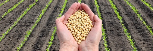 L’Europe autorise un soja OGM fabriqué par Monsanto