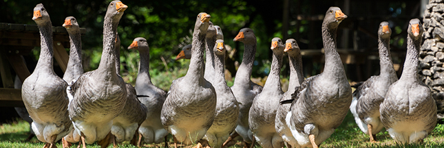 Grippe aviaire : alerte dans un élevage de canards en Dordogne