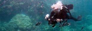 La fin d'un écosystème : la grande barrière de corail