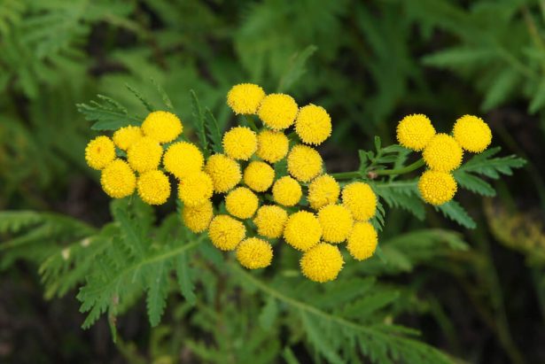 anti-mouche naturel, tanaisie contre les mouches