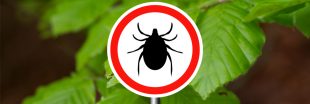 Adoptez les bons réflexes face aux tiques