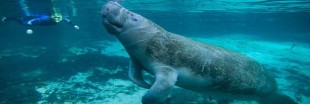 Un couple de lamantins réintroduits en Guadeloupe