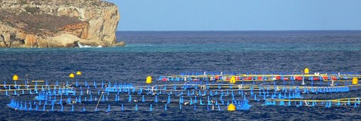 Une ferme aquacole maltaise à la source d’une pollution massive