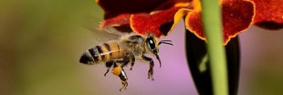 Les abeilles sauvages victimes des nouveaux pesticides