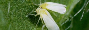 Bemisia tabaci : l'insecte qui résiste aux pesticides aux États-Unis