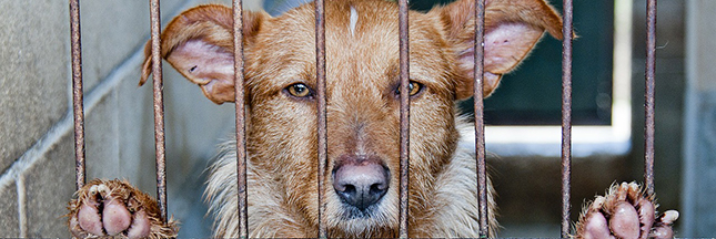 refuge, animal abandonné, chien