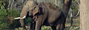 L'éléphante qui fuyait les inondations est morte