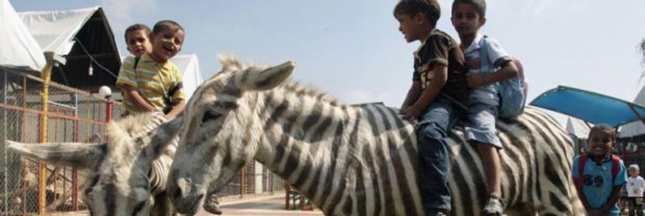 Gaza : le pire zoo du monde perd ses derniers animaux