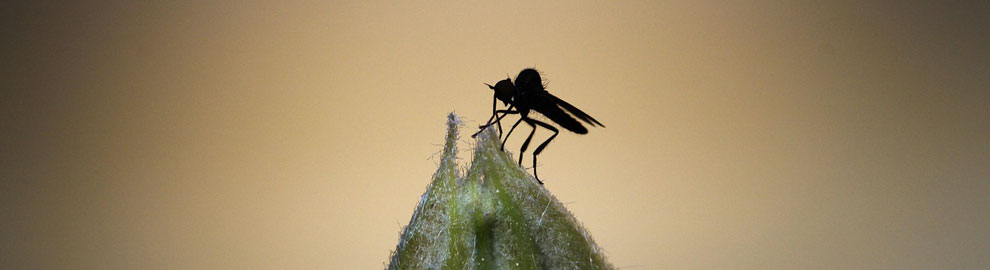 Chassez les insectes de la maison