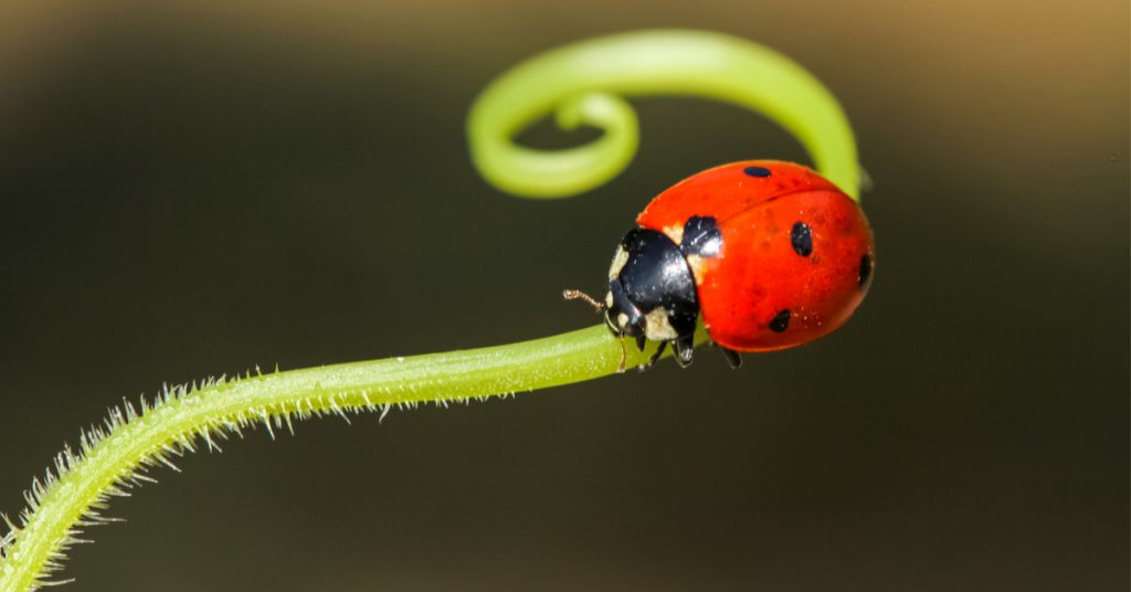 Lutte biologique : les petites bêtes et insectes utiles à votre jardin