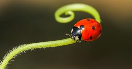 Lutte biologique : les petites bêtes et insectes utiles à votre jardin