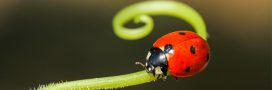 Lutte biologique : les petites bêtes et insectes utiles à votre jardin