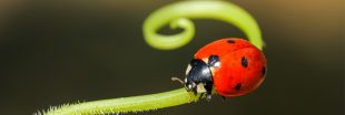 Lutte biologique : les petites bêtes et insectes utiles à votre jardin
