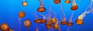 Les crèmes anti-méduse : arnaque ou solution ?