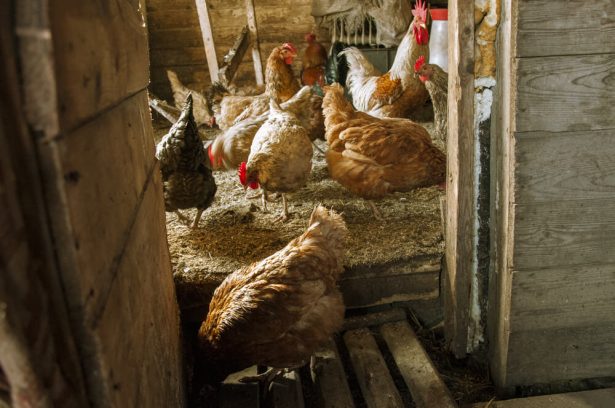 Bienfaits de la terre de diatomée pour les poules