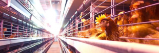 Alimentation : Aldi supprime les oeufs de poule en cage de ses rayons
