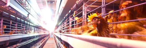 Alimentation : Aldi supprime les oeufs de poule en cage de ses rayons