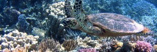 Saisie record de coraux, peaux et os d'animaux protégés