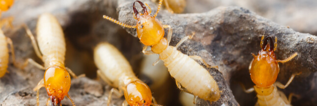 Nos Trucs Et Astuces Pour Se Debarrasser Naturellement Des Termites