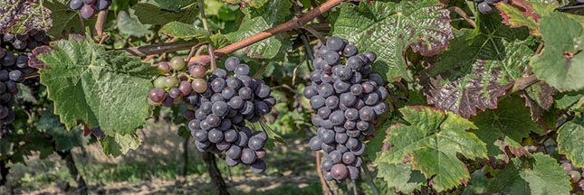 Vendanges : toujours autant de pesticides dans les vignes