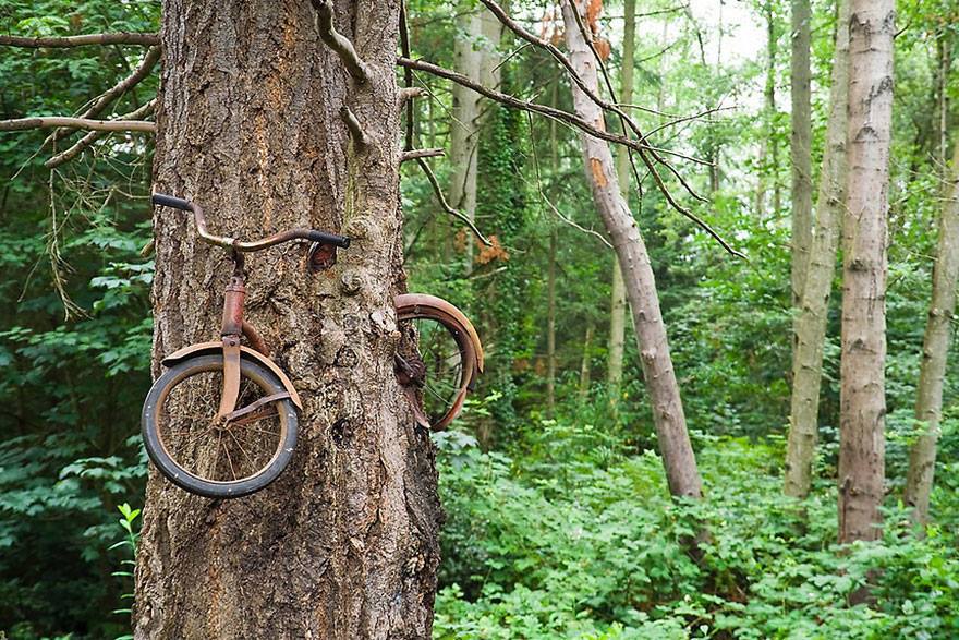 vélo abandonné arbre