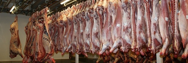 abattoirs caméra de surveillance maltraitance