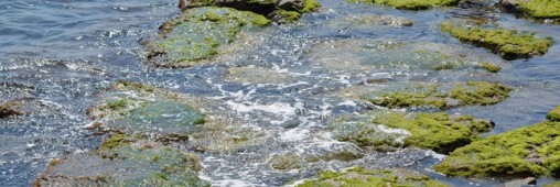 Invasion précoce des algues vertes sur les plages bretonnes