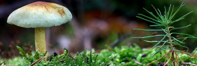 5 manières de sauver la planète avec les champignons