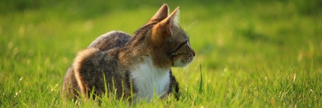 Pour sauver les animaux, enfermez vos chats