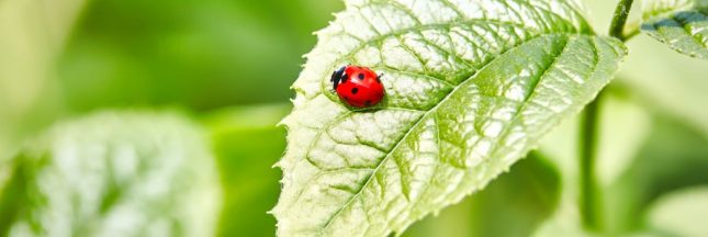 La coccinelle, auxiliaire du potager