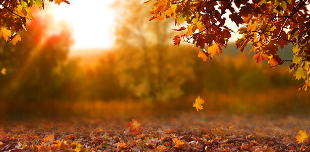 https://www.consoglobe.com/wp-content/uploads/2016/09/couleur-d-automne-feuille-automne-arbres_shutterstock_1182854209.jpg