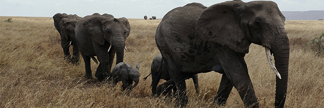 La lutte contre le commerce en ligne de faune sauvage est engagée