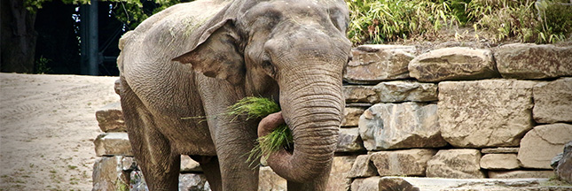 Une maison de retraite pour éléphants ouvre ses portes en France