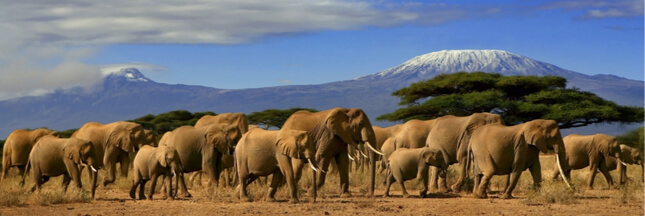 Les éléphants d’Afrique toujours en voie de disparition !