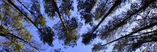 Forêts : les protéger pour nous préserver