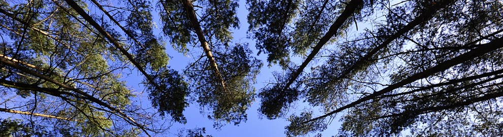 Forêts : les protéger pour nous préserver