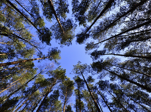 Les forêts