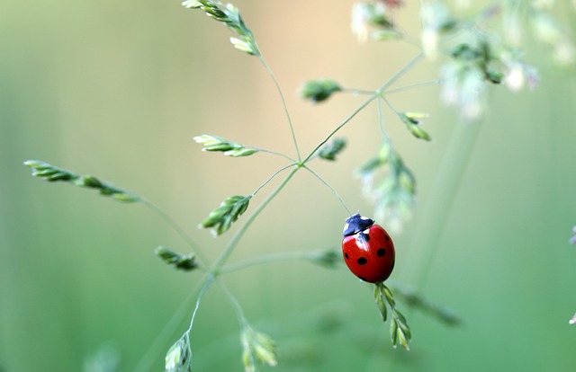 ladybug-1478029_640