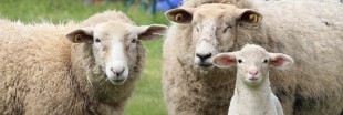 Faut-il arrêter d'acheter de la laine ?